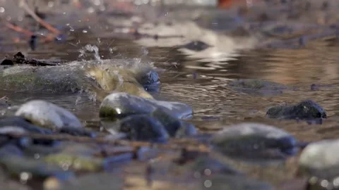 Chiffchaff (luì piccolo) bathes in the river - Italian nature Video stock 170548574