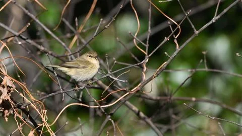Chiffchaff perched on the branch observing Stock Photos
