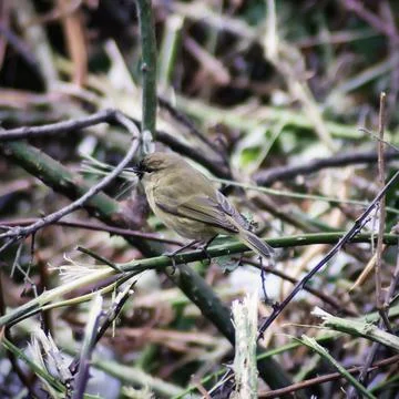 Chiffchaff Stock Photos