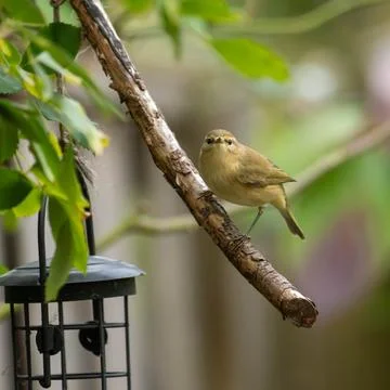 Chiffchaff Stock Photos