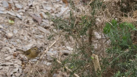 Chiffchaff Phylloscopus collybita perches on gorse bush Stock Footage 120363149