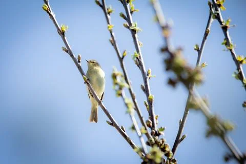 A Chiffchaff (Phylloscopus collybita) performing its courtship display on a.. Stock Photos