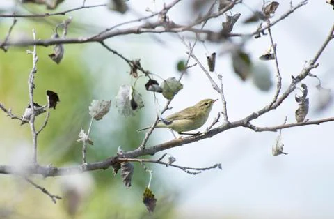 Chiffchaff, phylloscopus collybita 写真素材