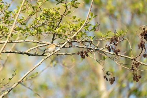 The chiffchaff (Phylloscopus collybita) Stock Photos