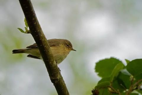 Chiffchaff- Phylloscopus collybita. Stock Photos