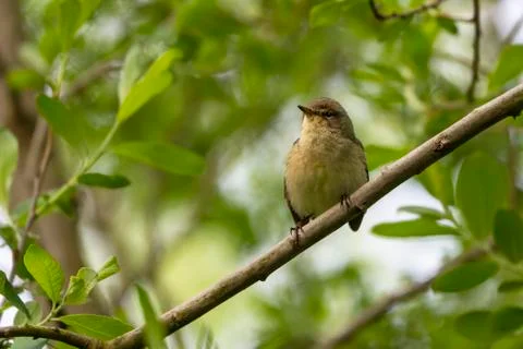 Chiffchaff- Phylloscopus collybita. Stock Photos