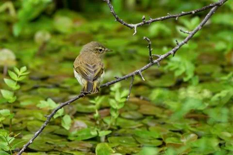 Chiffchaff- Phylloscopus collybita. Stock Photos