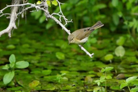 Chiffchaff- Phylloscopus collybita. Stock Photos