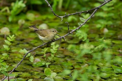 Chiffchaff- Phylloscopus collybita. Stock Photos
