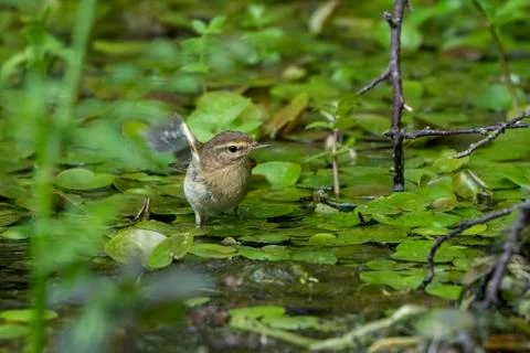 Chiffchaff- Phylloscopus collybita. Stock Photos