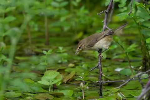 Chiffchaff- Phylloscopus collybita. Stock Photos