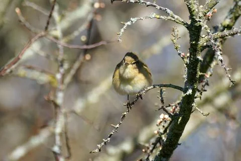 Chiffchaff- Phylloscopus collybita. Stock Photos