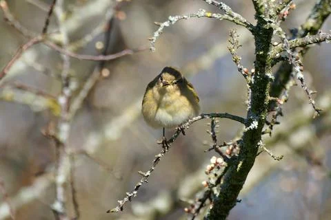 Chiffchaff- Phylloscopus collybita. Stock Photos