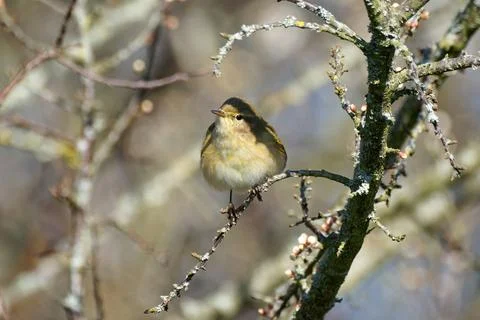 Chiffchaff- Phylloscopus collybita. Stock Photos