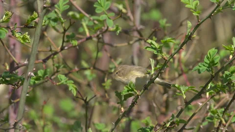 Chiffchaff (Phylloscopus collybita) singing Video stock 297561921