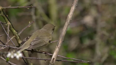 Chiffchaff (Phylloscopus collybita) singing Stock-Footage 297562357