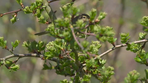 Chiffchaff (Phylloscopus collybita) singing Stock Footage 297562554