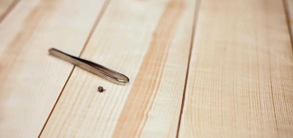 Chigoe on plank Stock Photos
