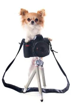 Chihuahua and camera Foto stock