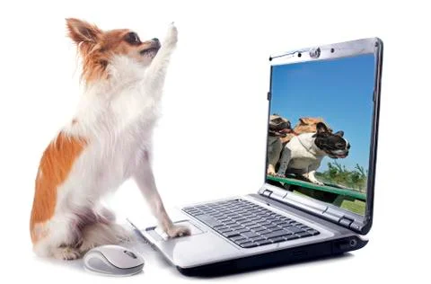 Chihuahua and computer Foto stock