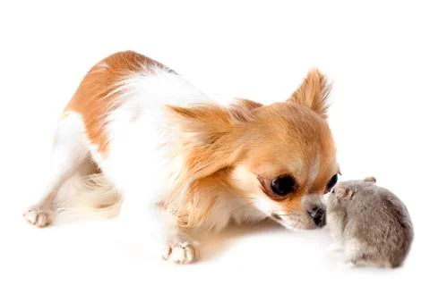 Chihuahua and djungarian hamster Stock Photos