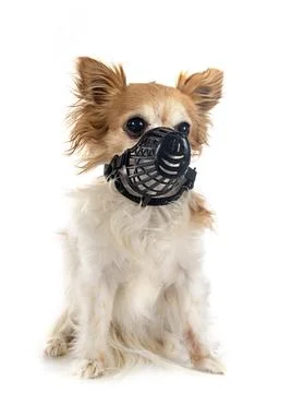 Chihuahua and muzzle  in studio Foto stock