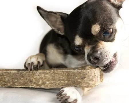 Chihuahua with Bone Stock-Fotos