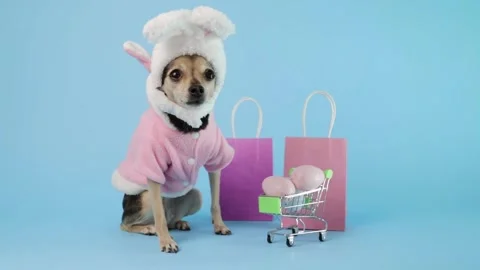 Chihuahua in a bunny costume posing for an Easter card, shopping cart with .. Video stock 331442545
