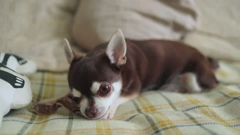 Chihuahua chewing on a bone while lying on the sofa Stock Footage 277403749