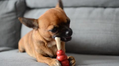 Chihuahua chewing a natural deer antler on a red toy. Stock Footage 143927853