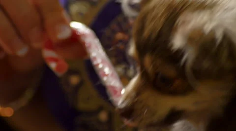 A Chihuahua Chews on a Candy Cane Stock Footage 56640991