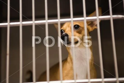 Chihuahua Dog In Cage At Veterinary Clinic