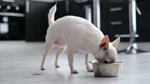 Chihuahua dog eats  Stock Footage 165940384