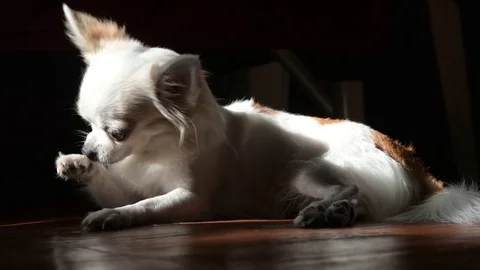 Chihuahua dog Stock Footage 77958694