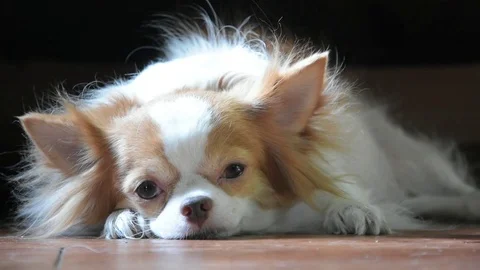 Chihuahua dog Stock Footage 78089326