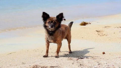 Chihuahua dog Stock Footage 81177834