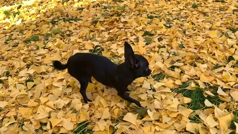 Chihuahua dog Stock Footage