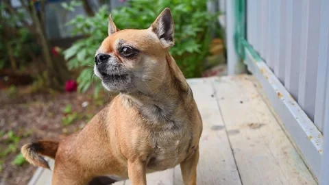 Chihuahua dog Video stock 255376342
