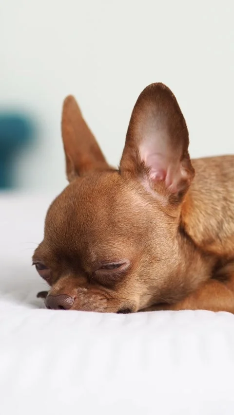 A Chihuahua dog is lying napping on a bed at home. A brown purebred puppy. The d Video stock 303475671
