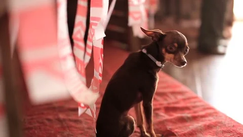 Chihuahua dog sitting under the table Stock Footage 80809449
