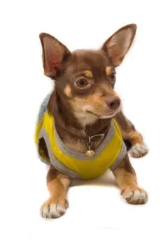 Chihuahua dressed up as a bee Stock Photos