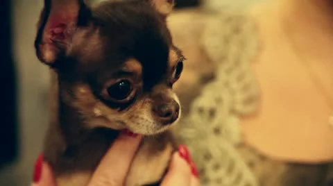 Chihuahua Stock Footage 8928873