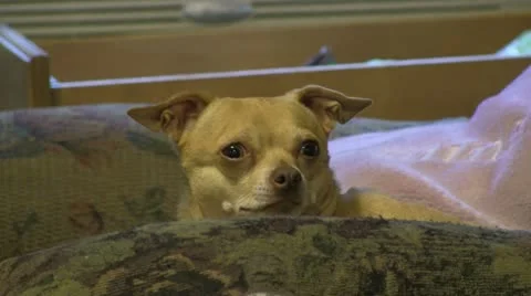 Chihuahua Stock Footage 12180342