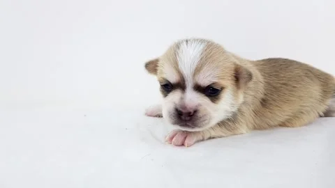 Chihuahua Video stock 149188904