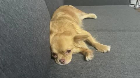 Chihuahua Video stock 225859343