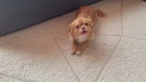 Chihuahua Video stock 236296042