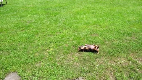 Chihuahua Stock Footage 248439963