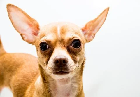 Chihuahua looking at the camera Stock Photos