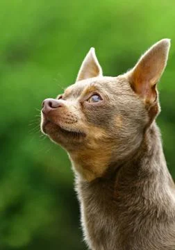 The chihuahua Stock Photos
