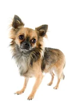 Chihuahua Stock Photos